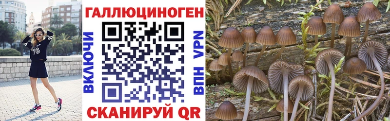 Галлюциногенные грибы Psilocybe Егорьевск